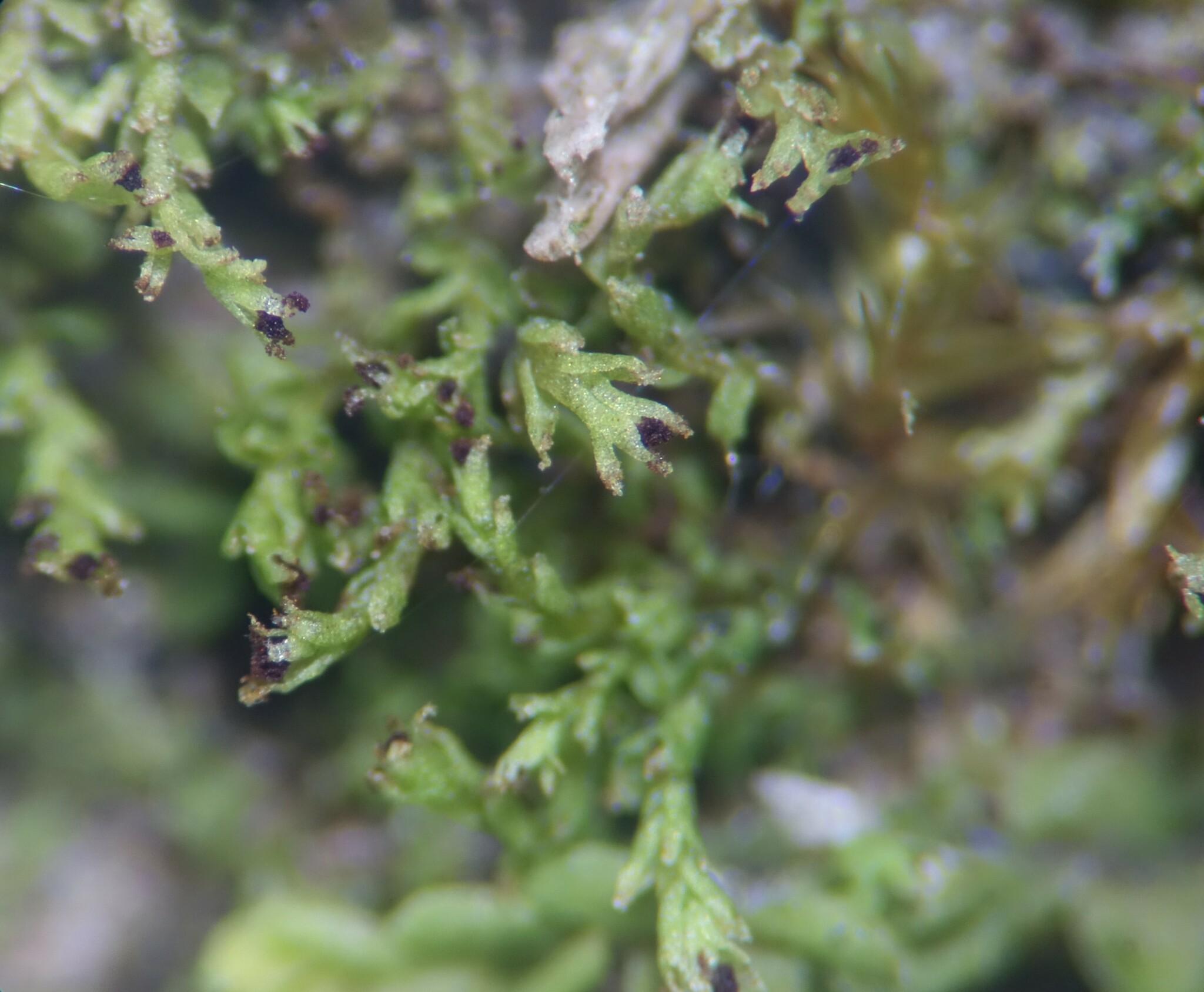 Scapania glaucocephala