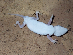 Stenodactylus petrii