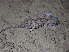 Stenodactylus petrii