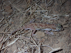 Stenodactylus petrii