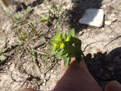 Euphorbia spathulata