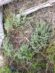 Pimelea prostrata