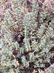 Pimelea prostrata