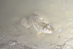 Hoplobatrachus occipitalis
