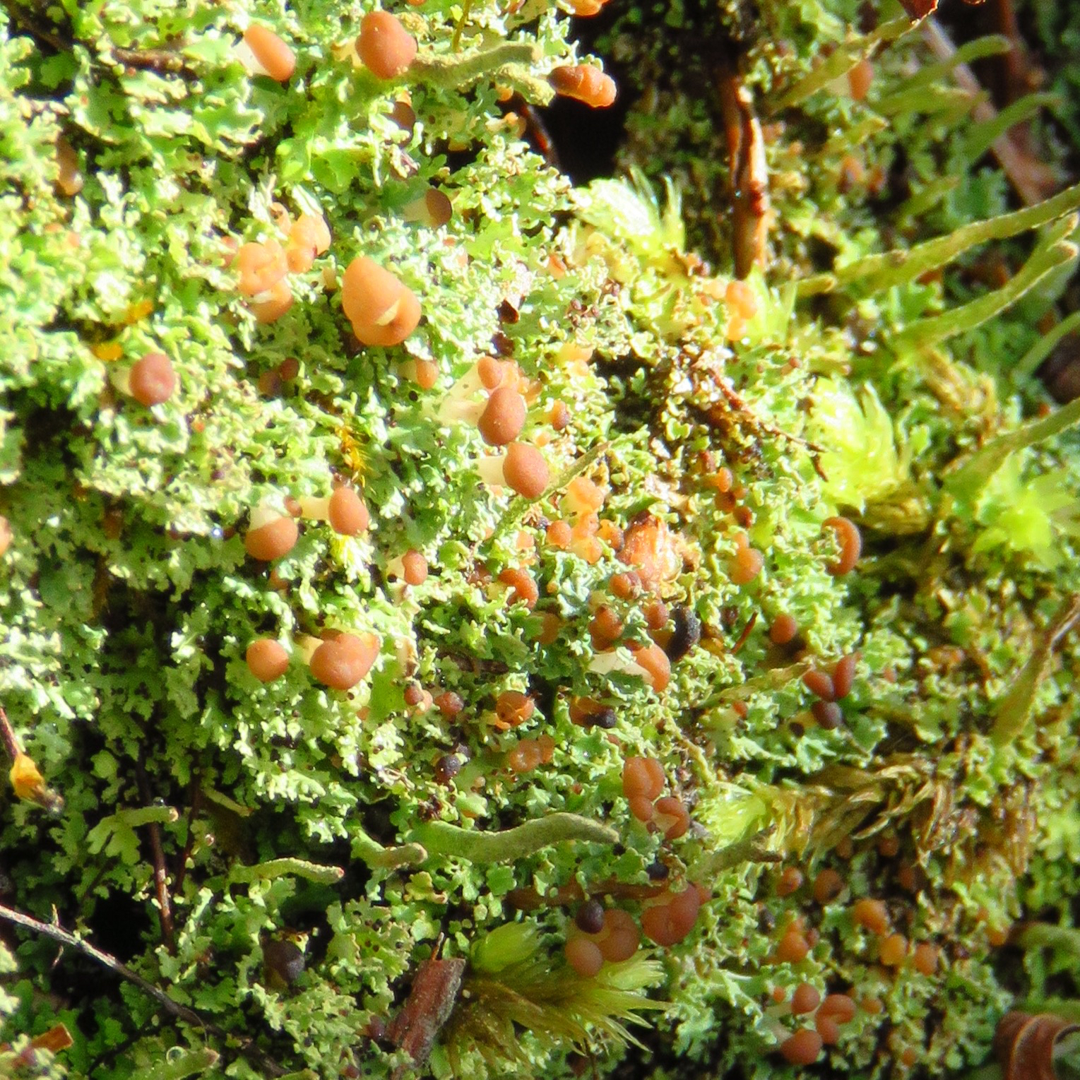 Cladonia caespiticia image