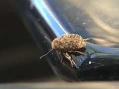 Araecerus
