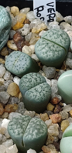 Lithops inae Nel