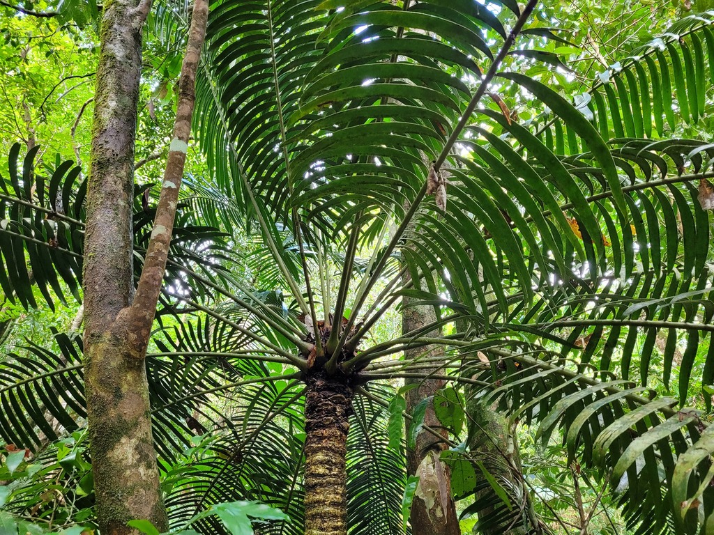Hope's cycad