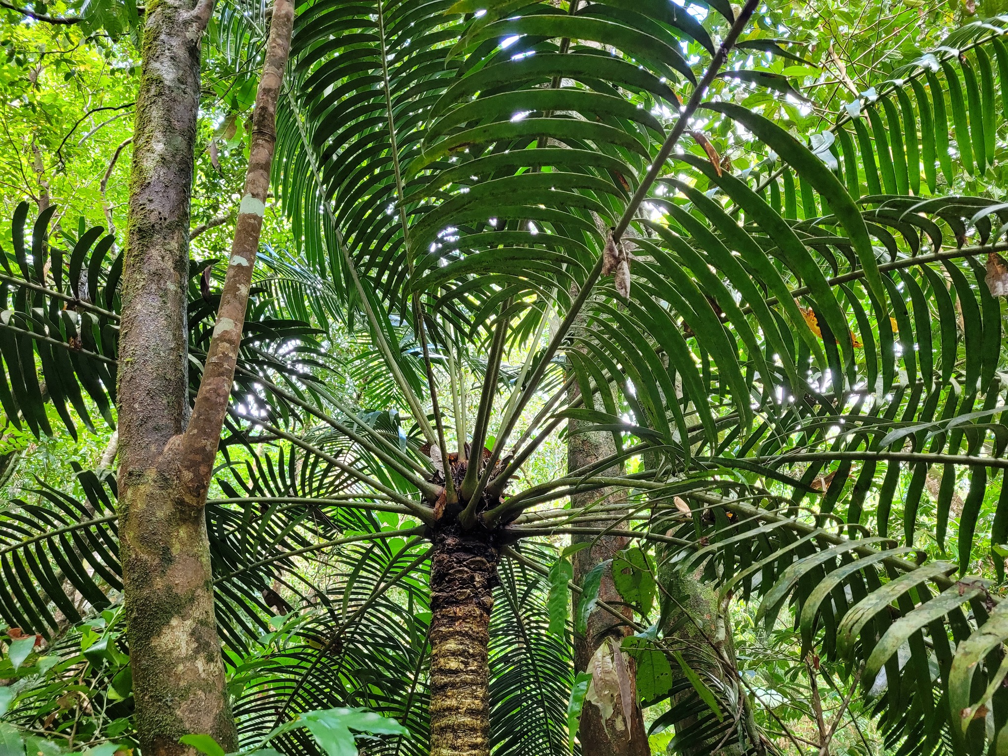 Lepidozamia hopei