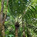 Hope's Cycad - Photo (c) Donald Davesne, some rights reserved (CC BY), uploaded by Donald Davesne