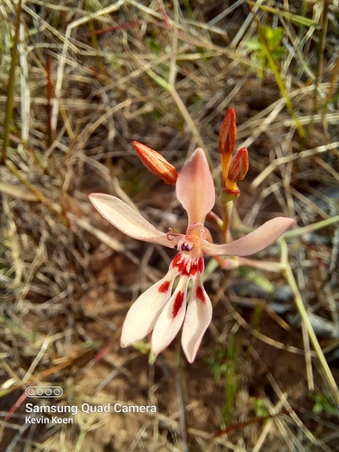 Lapeirousia anceps