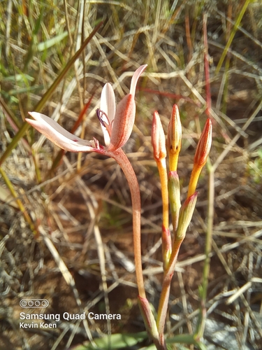 Lapeirousia anceps