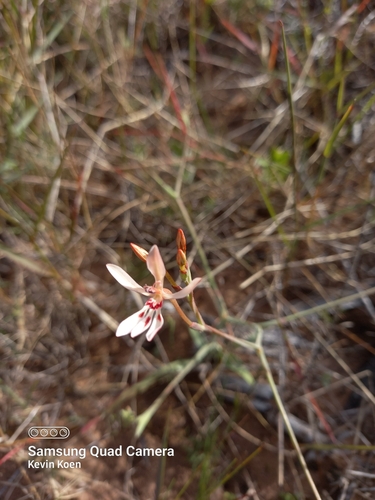 Lapeirousia anceps