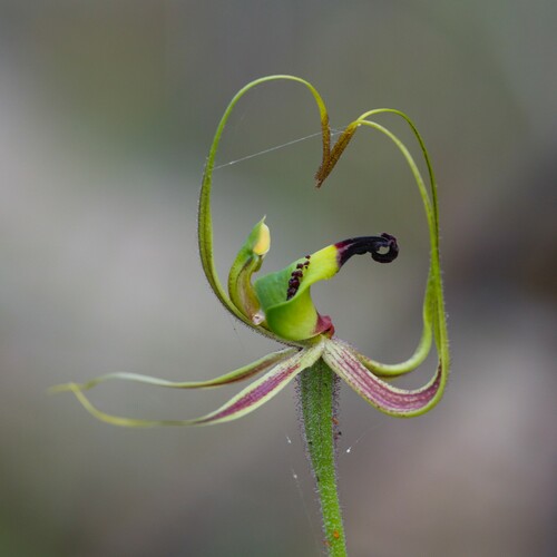 Image of Caladenia integra by (c) Hugo Innes, some rights reserved (CC BY)