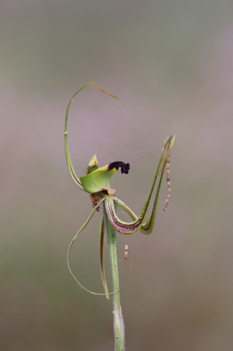 Image of Caladenia integra by (c) Hugo Innes, some rights reserved (CC BY)