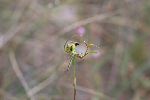 Image of Caladenia integra by (c) Hugo Innes, some rights reserved (CC BY)