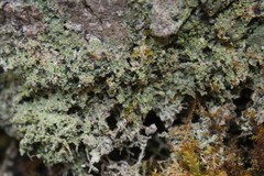 Bilimbia sabuletorum