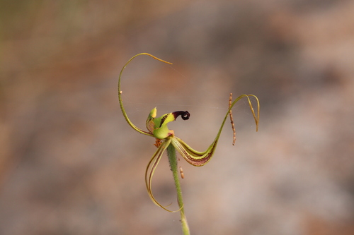 Image of Caladenia integra by (c) Hugo Innes, some rights reserved (CC BY)