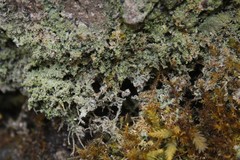 Bilimbia sabuletorum