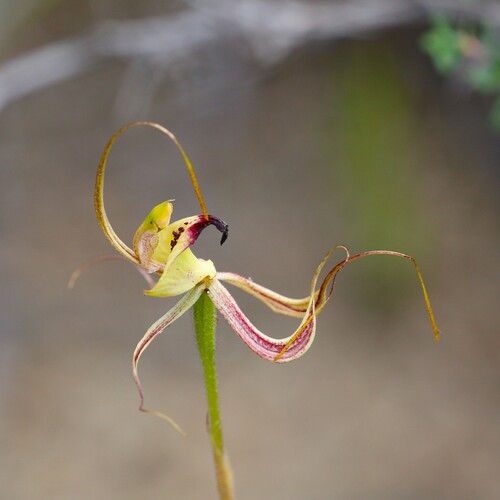 Image of Caladenia integra by (c) Hugo Innes, some rights reserved (CC BY)