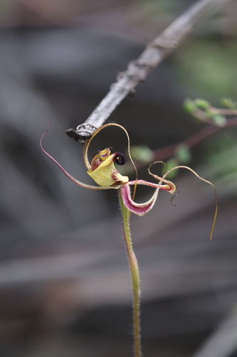 Image of Caladenia integra by (c) Hugo Innes, some rights reserved (CC BY)