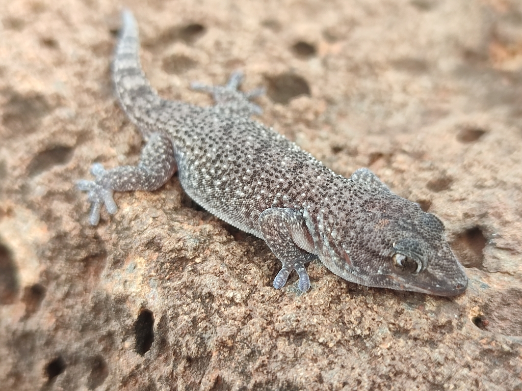 Darwin's Wall Gecko