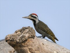 Bearded Woodpecker photo 3