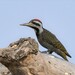 African Pied Woodpeckers - Photo (c) Frank Hartmann, some rights reserved (CC BY-NC), uploaded by Frank Hartmann