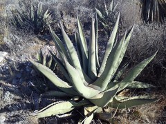 Agave asperrima zarcensis