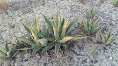 Agave asperrima zarcensis