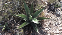 Agave asperrima zarcensis