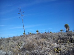 Agave asperrima zarcensis
