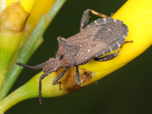 Bothrostethus annulipes (Herrich-Schäffer, 1835)