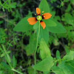 Papaver heterophyllum