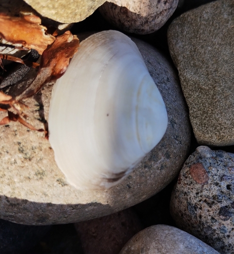 Mactra californica, 2023-10-13