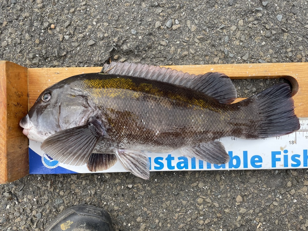 Toataug Tautog in October 2023 by Bobby McCabe. Harvested adult. Still alive ...