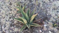 Agave asperrima zarcensis