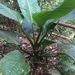 Dieffenbachia longispatha - Photo (c) Riley Fortier, some rights reserved (CC BY-NC), uploaded by Riley Fortier