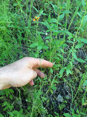 Papaver heterophyllum