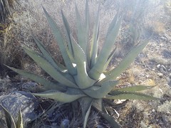 Agave asperrima zarcensis