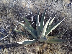 Agave asperrima zarcensis