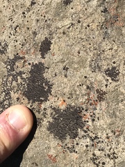 Acarospora americana