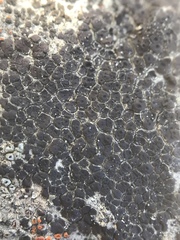 Acarospora americana