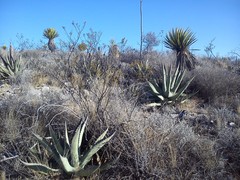 Agave asperrima zarcensis