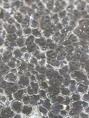 Acarospora americana