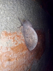 Psilopygida crispula