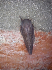 Psilopygida crispula