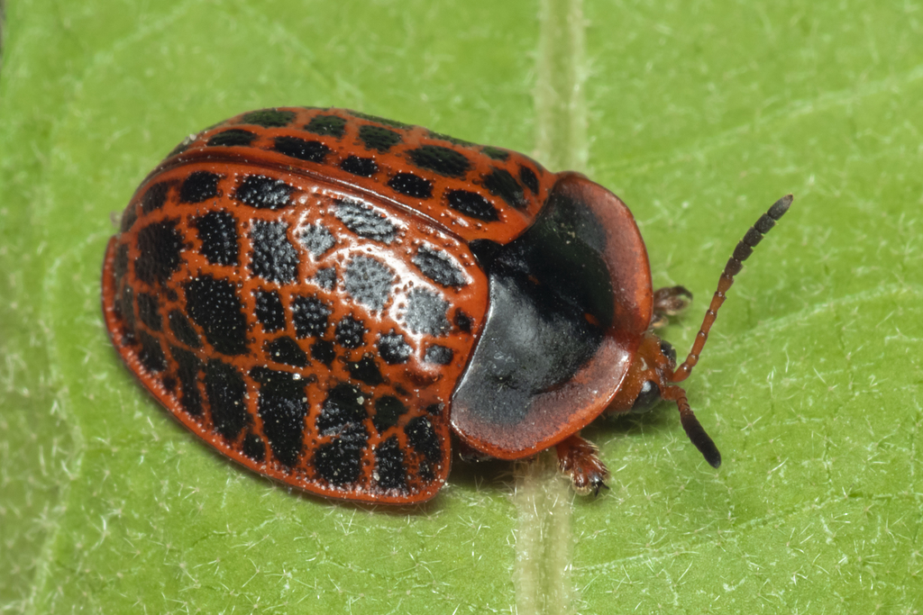 Botanochara macularia