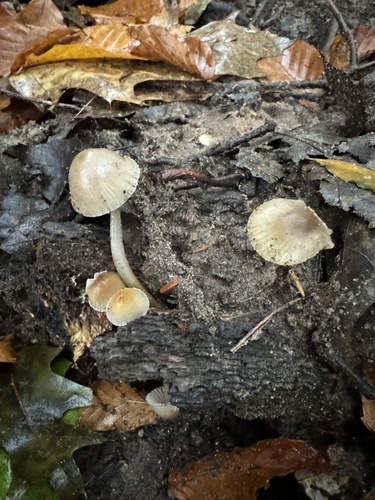 Mycena