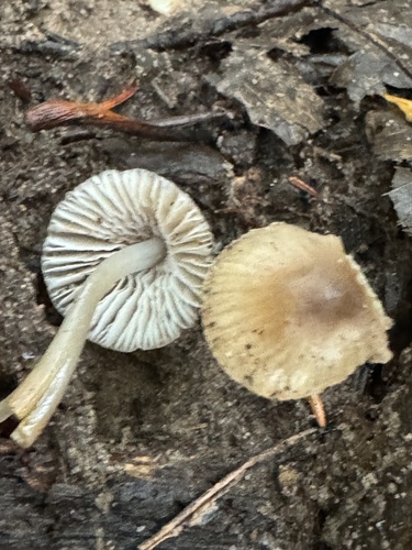Mycena (Photo 2 of 2)